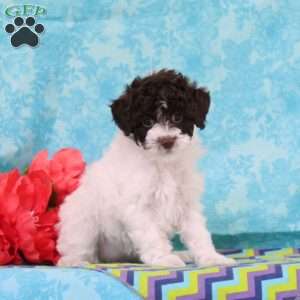 Caramel, Toy Poodle Puppy